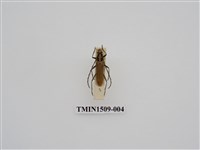 藏品(一色深山天牛)的圖片